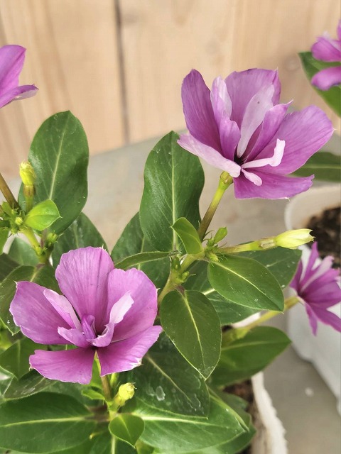 グリーンファームオンラインショップ｜地域に花と緑を届けます