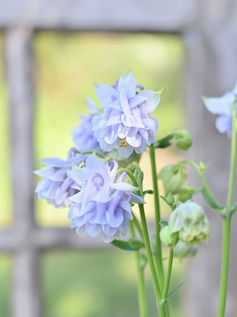 山野草 濃色八重咲きシラネアオイ 実生4年3個とコジマエンレイソウ2個