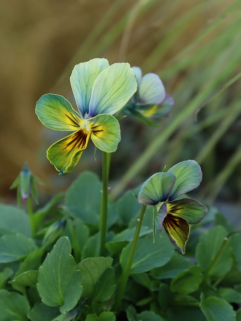 グリーンファームオンラインショップ｜地域に花と緑を届けます
