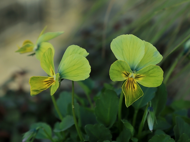 グリーンファームオンラインショップ｜地域に花と緑を届けます