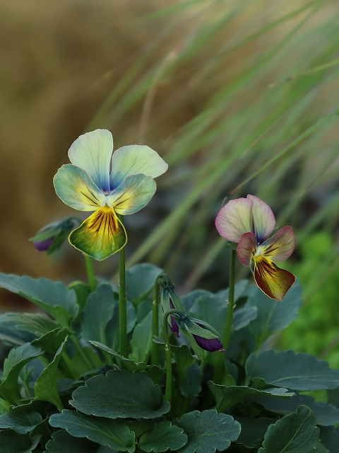 グリーンファームオンラインショップ｜地域に花と緑を届けます
