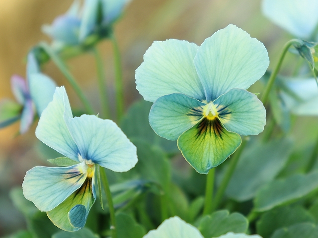 グリーンファームオンラインショップ｜地域に花と緑を届けます
