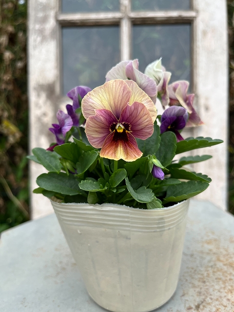 グリーンファームオンラインショップ｜花苗・球根・ガーデニング