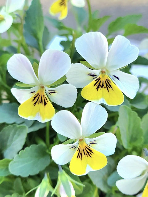 グリーンファームオンラインショップ｜地域に花と緑を届けます