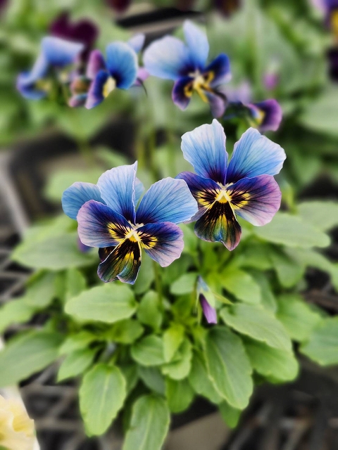 R*U様 希少✳︎今期新品種パルプンテビオラ多花性ブルー花苗 グリーンファームオンラインショップ｜地域に花と緑を届けます