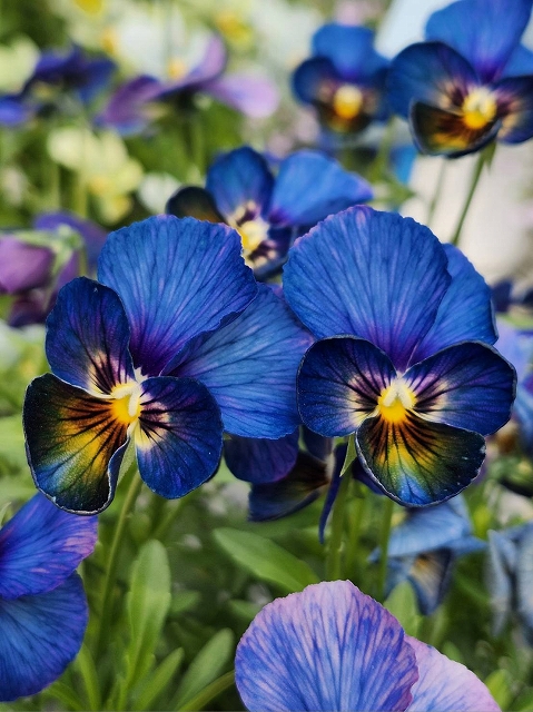 グリーンファームオンラインショップ｜地域に花と緑を届けます