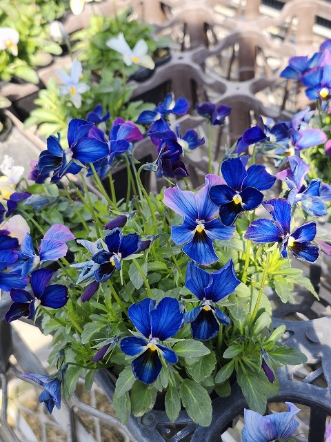 グリーンファームオンラインショップ｜地域に花と緑を届けます