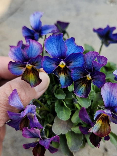 グリーンファームオンラインショップ｜地域に花と緑を届けます