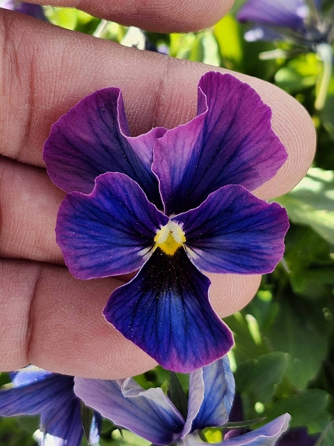 グリーンファームオンラインショップ｜地域に花と緑を届けます