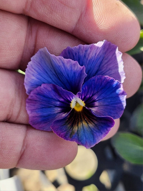 グリーンファームオンラインショップ｜地域に花と緑を届けます