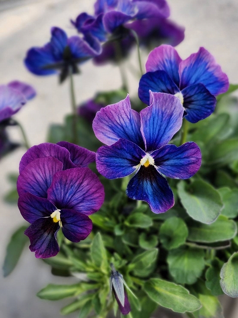 グリーンファームオンラインショップ｜地域に花と緑を届けます