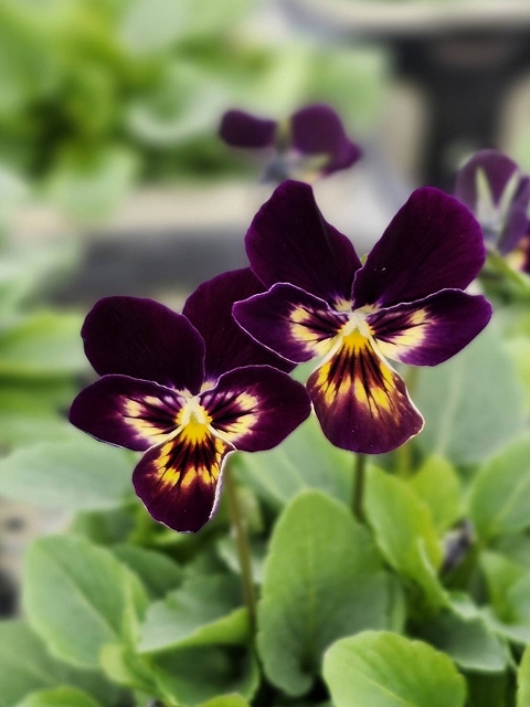 ローブリッター　　ビオラ5苗 ローブリッター様専用 ビオラ5苗 ローブリッター ｜バラ苗の通販の篠宮