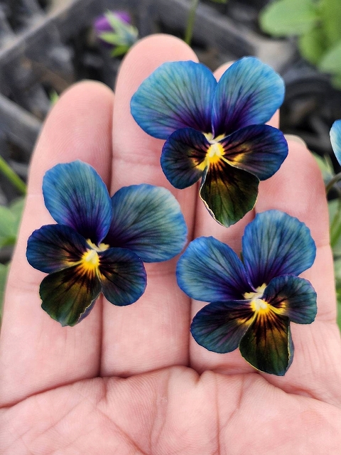 パルプンテ　ビオラ　苗 グリーンファームオンラインショップ｜地域に花と緑を届けます