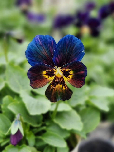グリーンファームオンラインショップ｜地域に花と緑を届けます
