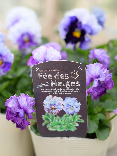 フェデネージュ　モネブルー①ポット苗、 その他 フェデネージュ モネブルー①ポット苗、 その他 GardenCenter さにべる