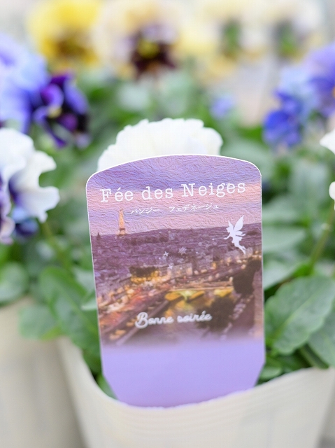 専用 KA27♥フェデネージュ クリームピンク♥花苗ポットごと 楽天