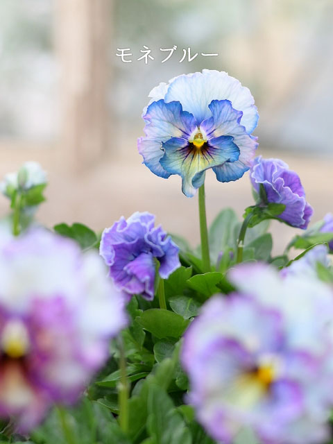 グリーンファームオンラインショップ｜地域に花と緑を届けます