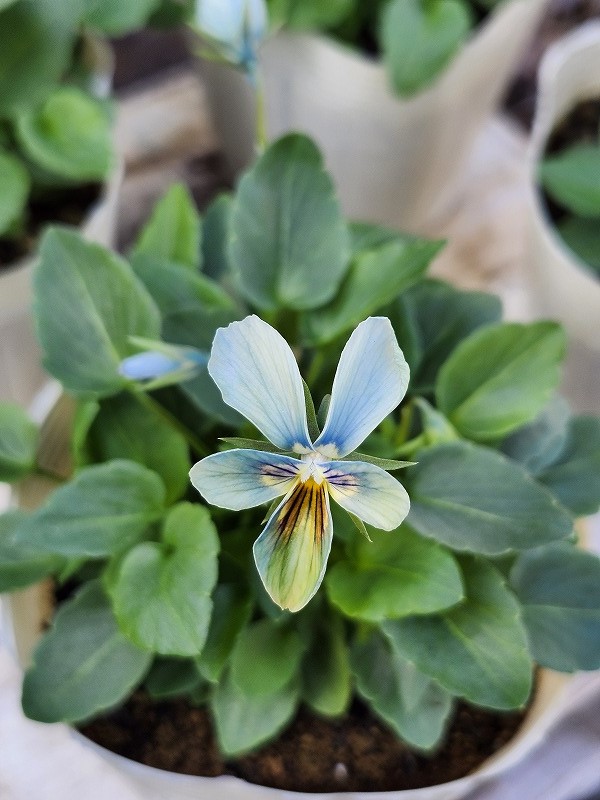 グリーンファームオンラインショップ｜地域に花と緑を届けます