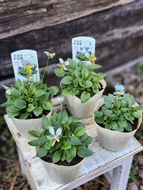 グリーンファームオンラインショップ｜地域に花と緑を届けます
