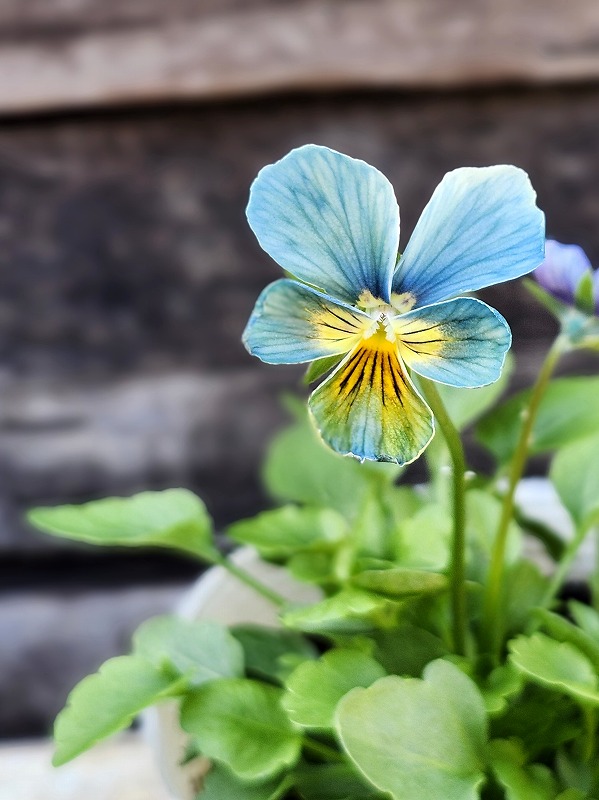 ビオラ　レディ　すみれ図鑑　2種セット A ら*ち様 ビオラ すみれ図鑑 2ポットセット - メルカリ