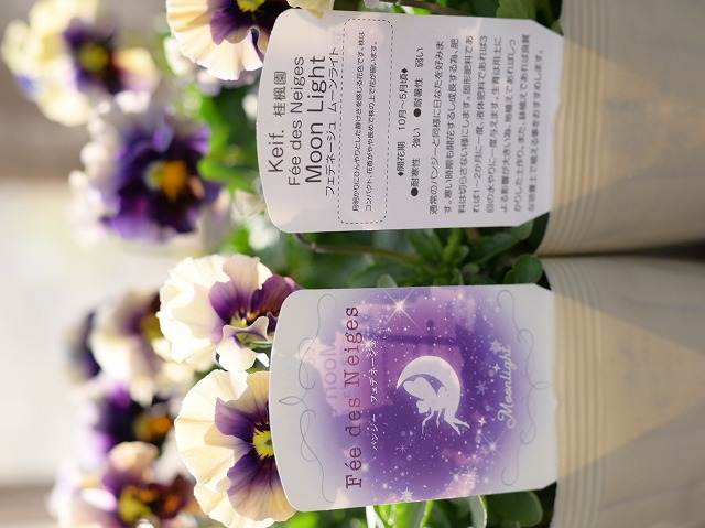 Mieさま　ＫＡ２８♥フェデネージュ　クリームピンク♥花苗ポットごと♥ 店長のお喋りBlog Mieさま KA28♥フェデネージュ クリーム