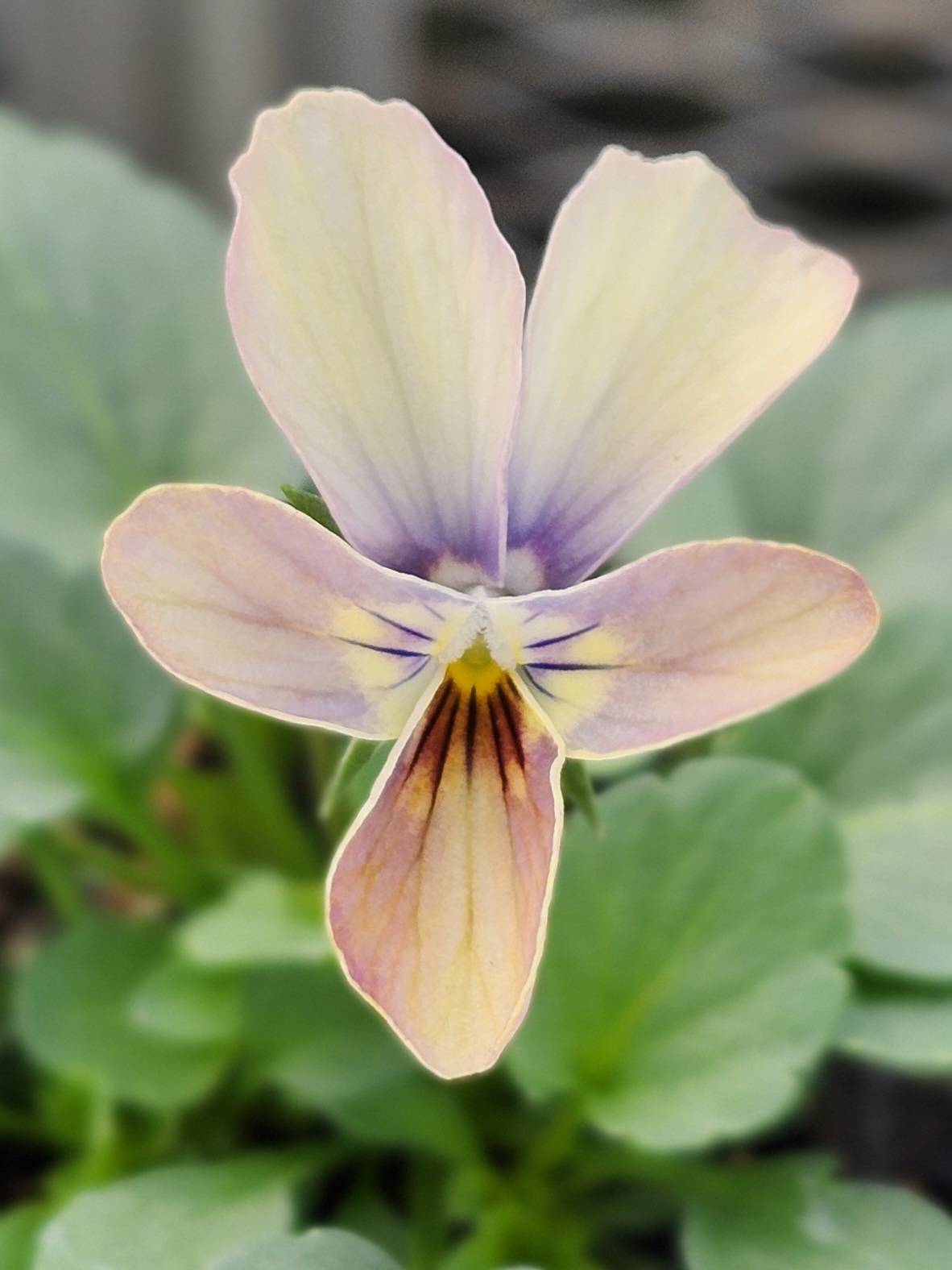 グリーンファームオンラインショップ｜地域に花と緑を届けます