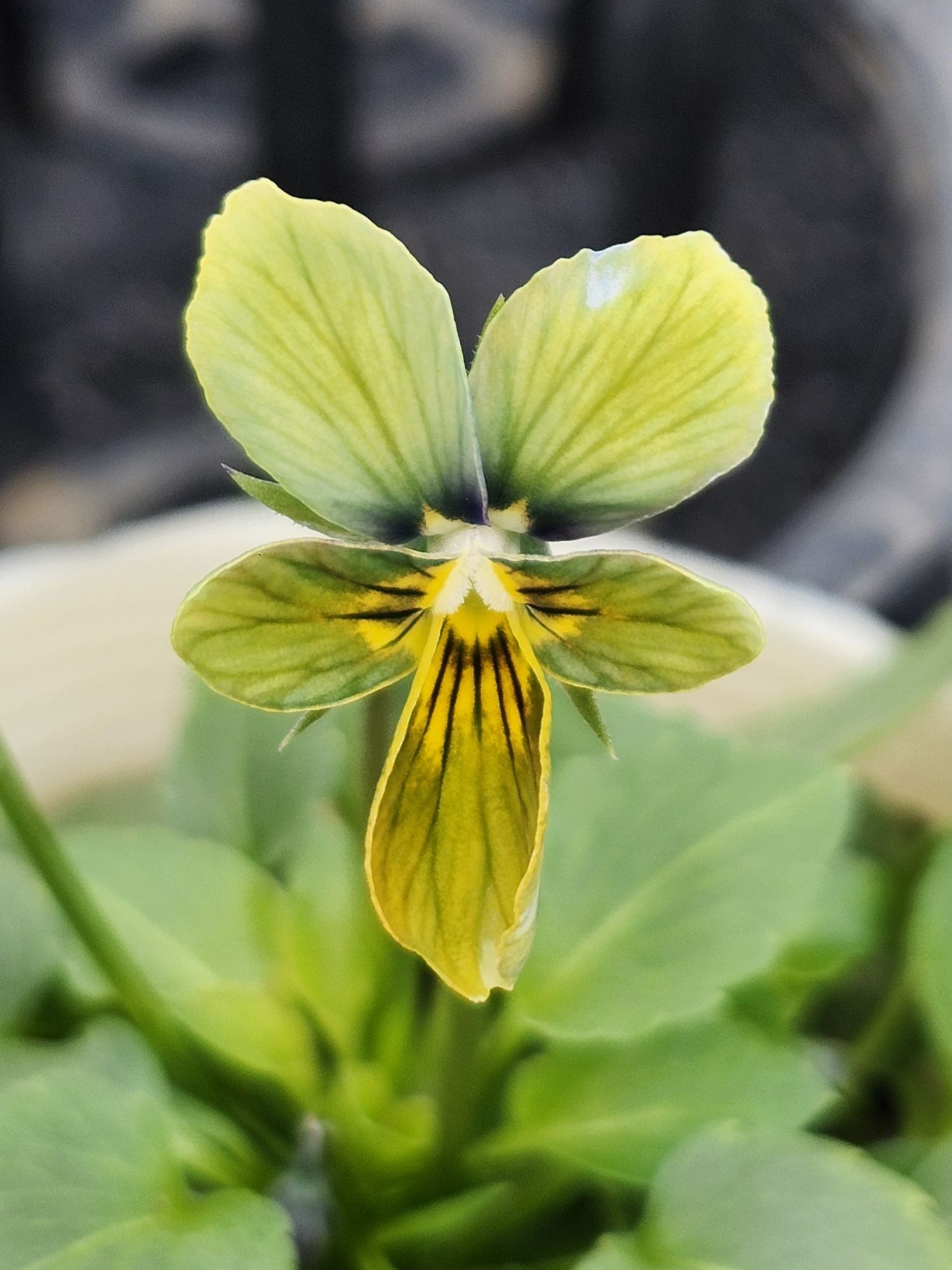 グリーンファームオンラインショップ｜地域に花と緑を届けます