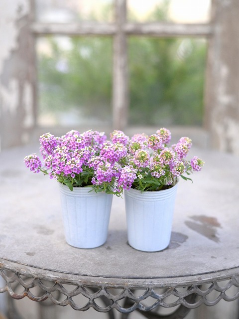 グリーンファームオンラインショップ｜花苗・球根・ガーデニング 商品