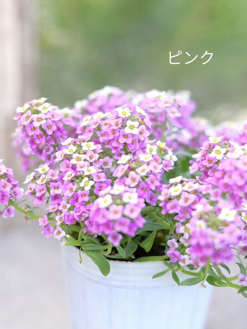 グリーンファームオンラインショップ｜地域に花と緑を届けます