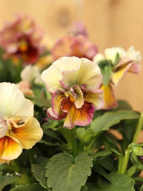 すみれ図鑑　MIYABI Amazon.com: Miyabi Paring Knife, Stainless Steel, 3.5-inch: Home