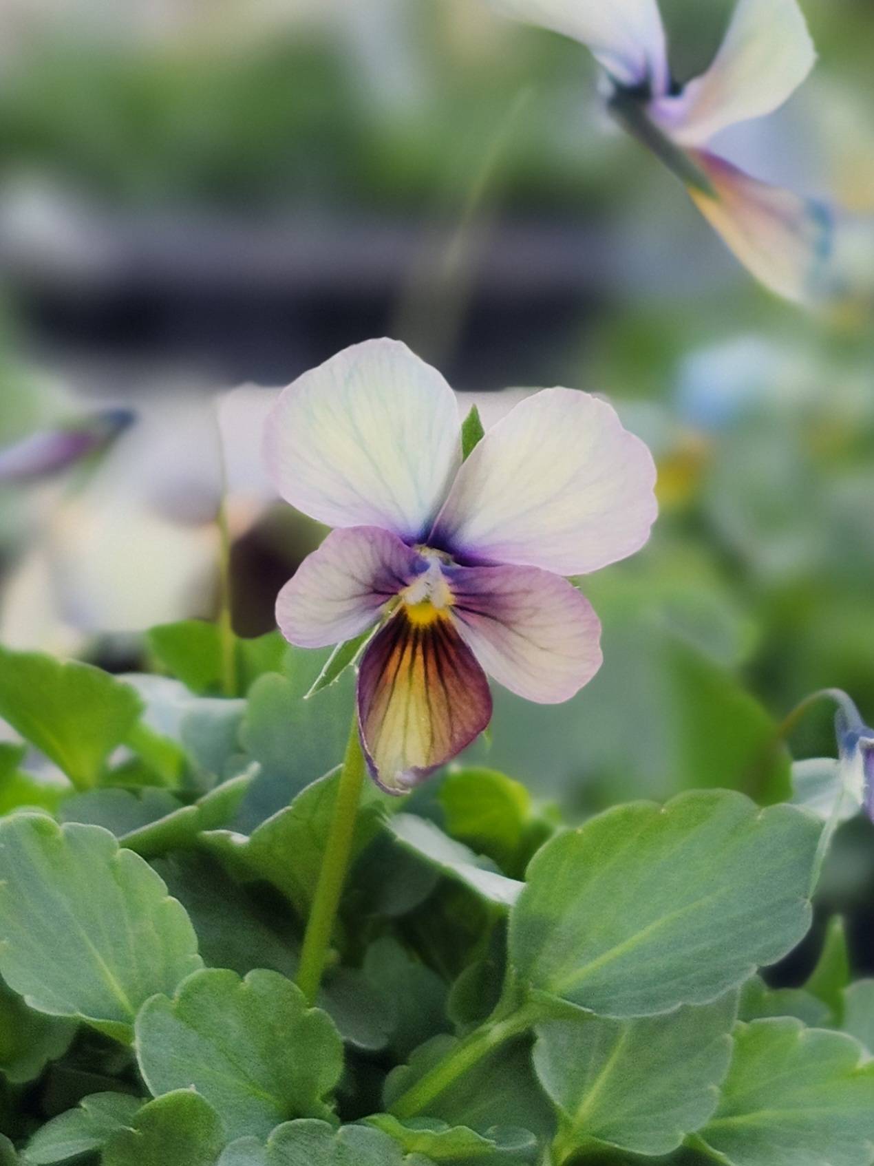 グリーンファームオンラインショップ｜地域に花と緑を届けます