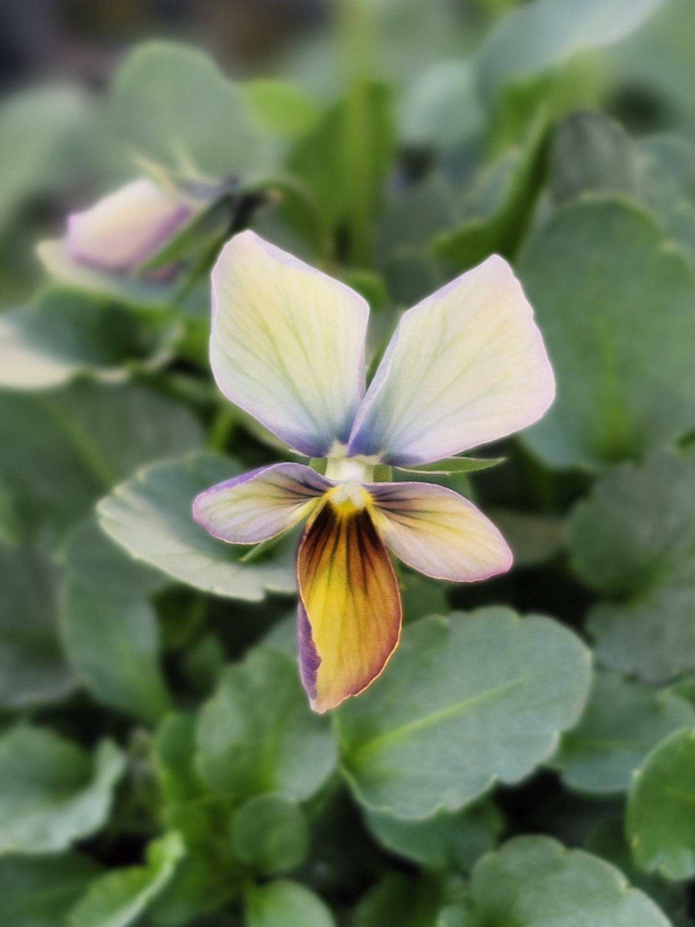 グリーンファームオンラインショップ｜地域に花と緑を届けます