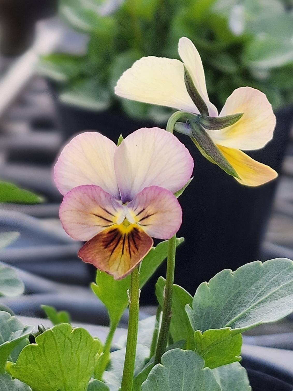 ビオラ　すみれ図鑑 グリーンファームオンラインショップ｜地域に花と緑を届けます